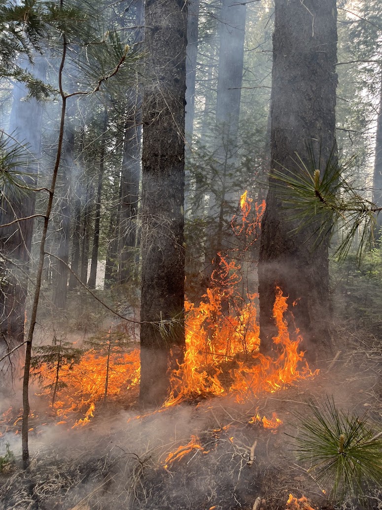 Prescribed Fire In Sierra Pines